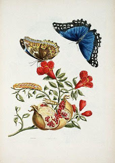 Maria Sibylla Merian Bitkiler ve Böcekler Maria Sibylla Merian