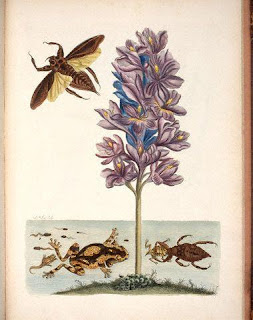 Bitkiler ve Böcekler Maria Sibylla Merian Maria Sibylla Merian