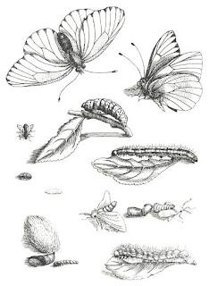 Maria Sibylla Merian Bitkiler ve Böcekler