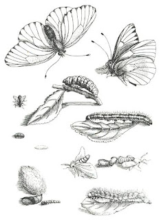 Maria Sibylla Merian Maria Sibylla Merian Bitkiler ve Böcekler